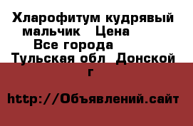 Хларофитум кудрявый мальчик › Цена ­ 30 - Все города  »    . Тульская обл.,Донской г.